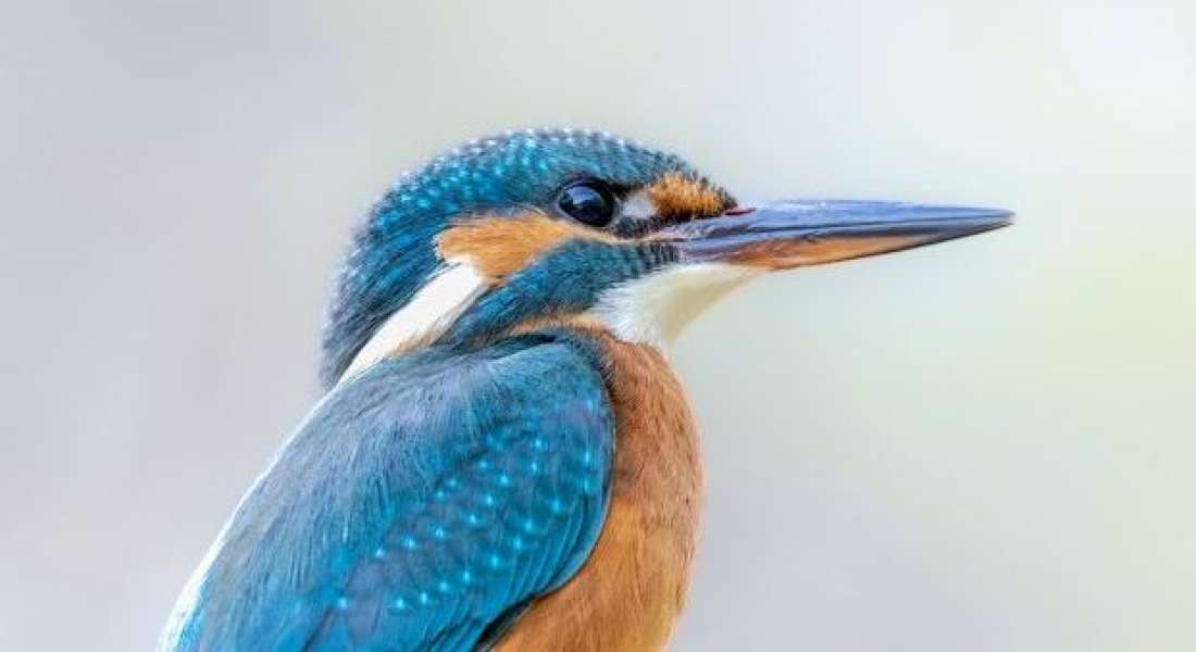 Expo photographies animalières